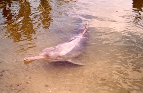 GRD Gesellschaft zur Rettung der Delphine e.V.: Letzte Chance für die letzten rosa Delfine vor Taiwan