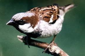 NABU: NABU kürt Haussperling zum "Vogel des Jahres 2002"