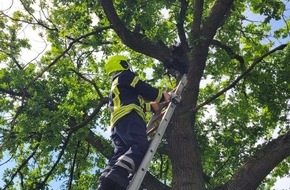 Feuerwehr Flotwedel: FW Flotwedel: Ortsfeuerwehr Offensen eilt Jungkrähe zur Hilfe