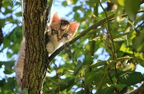 Cats for Future - Initiative der PLA Europe: Bundesregierung unterstreicht positiven Beitrag pflanzlicher Streu für den Klimaschutz