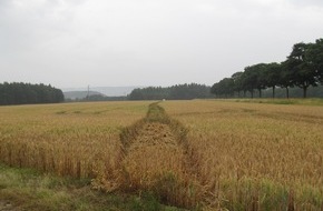 Polizeiinspektion Hameln-Pyrmont/Holzminden: POL-HOL: Gemarkung Eschershausen - Odfeld: Aus Übermut Kornfeld "geplättet" -  Bestelltes Weizenfeld beschädigt -