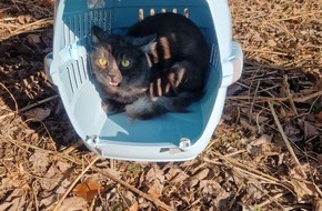 Polizeipräsidium Offenburg: POL-OG: Forbach, L80b - Katze am Raumünzacher Wasserfall ausgesetzt