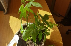 Polizeidirektion Kaiserslautern: POL-PDKL: Cannabispflanze zum Wachsen auf die Fensterbank gestellt