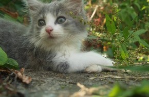 VIER PFOTEN - Stiftung für Tierschutz: Katzenhalter aufgepasst: Es ist wieder Paarungszeit / VIER PFOTEN ruft zur Kastration von Freigänger-Katzen auf
