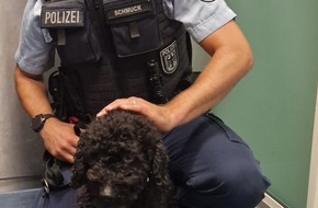 Bundespolizeiinspektion Hamburg: BPOL-HH: Einsatz am Hamburger Hauptbahnhof: Pudel Goofy sicher zurück bei seiner Halterin