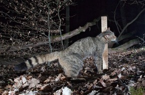 Bund für Umwelt und Naturschutz Deutschland e.V. (BUND): Den leisen Pfoten auf der Spur: BUND startet Wildkatzen-Monitoring / Im Winter beginnt für Wildkatzen die spannendste Zeit des Jahres - und für den BUND die Spurensuche
