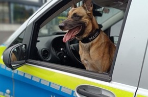 Polizei Mettmann: POL-ME: Korrekturmeldung zu: "Nächtlicher Hubschraubereinsatz: Polizei nimmt Einbrecher auf frischer Tat fest" - 2509063