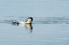 18. Mai | Internationaler Tag des Ostsee-Schweinswals: Schauspieler Doğuhan Kabadayı und Whale and Dolphin Conservation fordern effektiven Schutz für die letzten Schweinswale