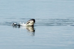 Whale & Dolphin Conservation gGmbH: 18. Mai | Internationaler Tag des Ostsee-Schweinswals: Schauspieler DoÄuhan KabadayÄ± und Whale and Dolphin Conservation fordern effektiven Schutz für die letzten Schweinswale