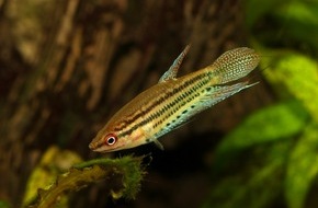 Zentralverband Zoologischer Fachbetriebe Deutschlands e.V. (ZZF): Sprache unter Wasser: Stumm wie ein Fisch – oder doch nicht?