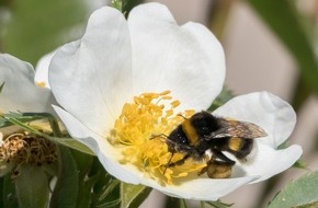 ZDF: "Bienen-Zoff und dicke Brummer": ZDF-Magazin "Terra Xpress" über Wildbestäuber (FOTO)