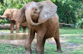 IFAW - International Fund for Animal Welfare: Wilderei in Simbabwe: Verletztes Elefantenkalb gerettet