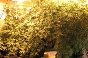 Polizeiinspektion Northeim: POL-NOM: Nach Zeugenhinweis - Cannabisplantage in Mietwohnung entdeckt - Bilder im Anhang -