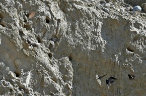 Holcim (Schweiz) AG: Uferschwalben brüten wieder in der Kiesgrube Kirchberg