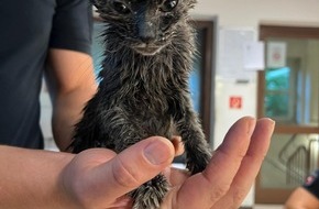 Polizeiinspektion Osnabrück: POL-OS: Glandorf: Mitten in der Nacht: Babykatze aus Altkleidercontainer gerettet!