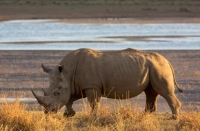 IFAW - International Fund for Animal Welfare: Wilderei bedroht weiter die Nashörner im Krüger Nationalpark