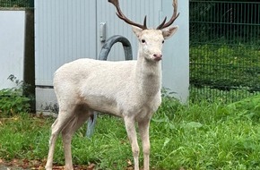 Kreispolizeibehörde Wesel: Moers - Weißer Hirsch auf Baumarktparkplatz