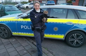 Polizeipräsidium Karlsruhe: POL-KA: (KA) Karlsruhe - Junger Fuchs aus Gartenzaun befreit