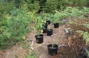 Polizeipräsidium Westpfalz: POL-PPWP: Cannabis-Plantage bei Dansenberg entdeckt