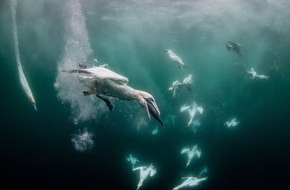Bund f&uuml;r Umwelt und Naturschutz Deutschland e.V. (BUND): ++ Tag der biologischen Vielfalt: &Uuml;berlebens-Chance Wildnis f&uuml;r Nord- und Ostsee &ndash; BUND: H&auml;lfte der Schutzgebiete in Nord- und Ostsee als Wildnis ausweisen | BUND-Themen-Themenpaket ...