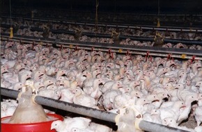 VIER PFOTEN - Stiftung für Tierschutz: 2,6 Millionen Vögel fallen in Südafrika der Vogelgrippe zum Opfer