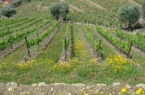 Global Nature Fund: Für mehr Biodiversität im europäischen Weinbau