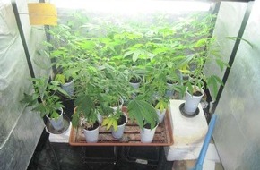 Polizeidirektion Hannover: POL-H: Indoorplantage in Wohnung entdeckt