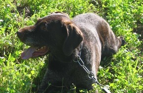 Polizeiinspektion Hameln-Pyrmont/Holzminden: POL-HM: Verletzte wildernder Hund die Ricke? / Polizei weist auf Leinenzwang für Hunde hin
