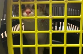 Bundespolizeidirektion Sankt Augustin: BPOL NRW: Unbekannte setzen Katze im Hauptbahnhof Essen aus - Bundespolizei ermittelt