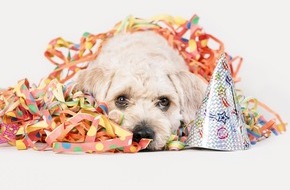 VIER PFOTEN - Stiftung f&uuml;r Tierschutz: Mardi gras, carnaval ou Brandons: mieux vaut laisser son chien &agrave; la maison