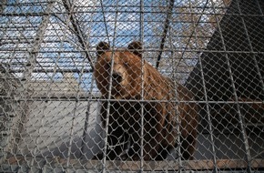 VIER PFOTEN - Stiftung für Tierschutz: Deux des derniers "ours de restaurant" d'Albanie cherchent un nouveau foyer / QUATRE PATTES projette de les accueillir très prochainement