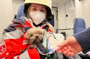 Freiwillige Feuerwehr Sankt Augustin: FW Sankt Augustin: Küchenbrand mit Rauchgasdurchzündung - drei Verletzte - Hund mit Sauerstoff versorgt