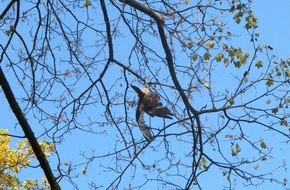 Feuerwehr Düsseldorf: FW-D: Greifvogel verfängt sich in Ast