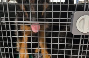 Hauptzollamt D&uuml;sseldorf: HZA-D: Zoll stoppt illegale Ausfuhr von Hunden/Transportbedingungen verstie&szlig;en gegen Tierschutzbestimmungen