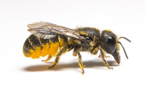 Les abeilles sauvages: d&#039;où viennent ces bourdonnements?
