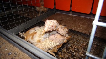 Vier Pfoten - Stiftung für Tierschutz: VIER PFOTEN beweist: Hennen leiden für bunte Ostereier / Neues Videomaterial zeigt Tierquälerei in Kleingruppenhaltung (mit Bild)