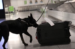 Hauptzollamt Stuttgart: HZA-S: Zollhund im Einsatz - Marihuana von den Balearen geschmuggelt