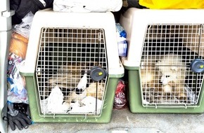 Hauptzollamt Bremen: HZA-HB: Zoll verhindert Tierschmuggel / Hunde und Katzen dem Tierheim übergeben