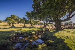 Conscious Travelling auf Madeira: Im Einklang mit Natur und Kultur