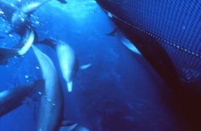 GRD Gesellschaft zur Rettung der Delphine e.V.: MSC fördert mexikanische Fischer, die Delfine jagen und töten