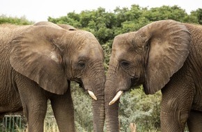 VIER PFOTEN - Stiftung f&uuml;r Tierschutz: Tourismus mit Elefanten: Alternativen zur Ausbeutung