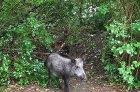 Polizeiinspektion Schwerin: POL-SN: Wildschwein in der Wismarschen Straße - Jäger musste Tier erlegen