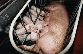VIER PFOTEN - Stiftung für Tierschutz: EU-Parlamentarier stimmen für ein Verbot von Käfigen