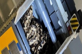 Hauptzollamt Dresden: HZA-DD: Lebende Schlangen im Frachtpaket/ Zoll beschlagnahmt Pazifik Boas