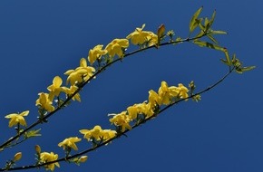 Bund für Umwelt und Naturschutz Deutschland e.V. (BUND): ++ Valentinstag ohne Gift im Strauß – BUND: Schluss mit toxischen Liebesbeweisen ++