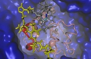 Universität Duisburg-Essen: Das „Überlebensprotein“ für Krebszellen ausschalten