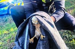 Kreispolizeibeh&ouml;rde Wesel: POL-WES: Hamminkeln - M&auml;usebussard nach Unfall eingefangen