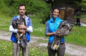 Landesbund für Vogel- und Naturschutz in Bayern (LBV) e. V.: Erstmals zwei Bartgeier-Burschen für Bayern: Wiggerl und Vinzenz erobern die Alpen / LBV und Nationalpark Berchtesgaden wildern zum vierten Mal zwei Bartgeier aus - Geier per ...