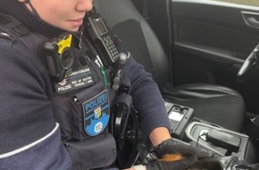 Polizei Mönchengladbach: POL-MG: Meerschweinchen-Rettung aus Altkleidercontainer