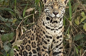 IFAW Deutschland: Wandernde Tierarten ben&ouml;tigen Schutz - Vertragsstaaten der Bonner Konvention tagen ab Montag in Indien